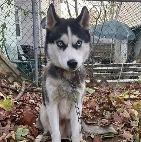 铲屎官把狗狗抛弃，还用铁链栓到栅栏上，让它无法动也不能动动...