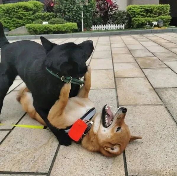 狗狗之间的感情纯粹到你无法想象！