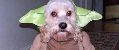 养狗越久，越觉得我在跟外星人接触！