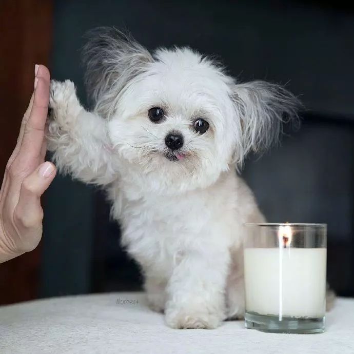 世界上最小的治愈犬，這是吃可愛多長大的狗子吧！ 未分類 第10張