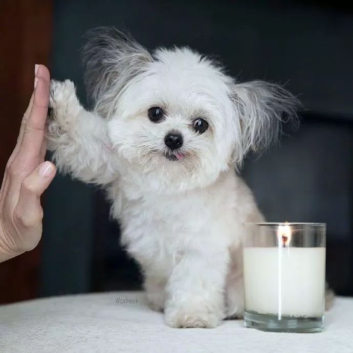 世界上最小的治愈犬，這是吃可愛多長大的狗子吧！ 寵物 第10張