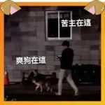 凌晨两点带犟种出门尿尿，竟遇同命苦主…看品种瞬间懂了！