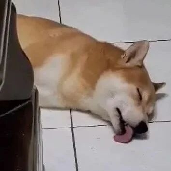 萌柴伸舌头舔地，不忘回味，铲屎官：这是又梦到吃冰淇淋了！
