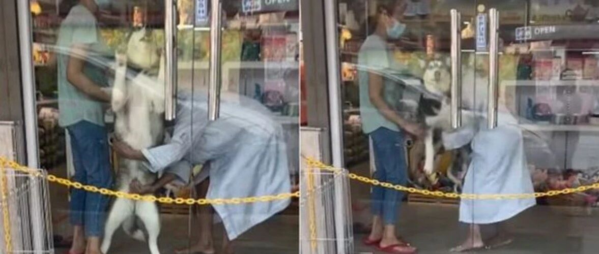 意识到自己被骗后，二哈崩溃抓门哀嚎，最后直接被整只扛起，被逼就范…