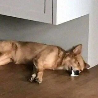 被狗子吓到的懵逼时刻，每张都值得细细研究…