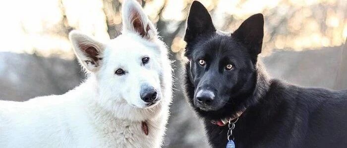 民政局前狗子孤单排队，直到它的对象来了...网友：这才是真的撒狗粮！