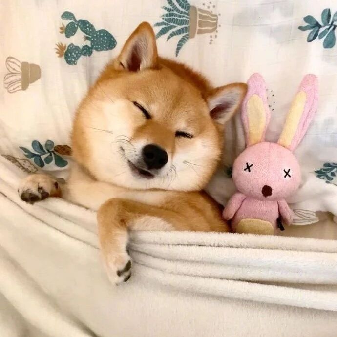 这条柴柴仅靠睡相就能吸粉10万！看到它可爱的模样后，我服气了~