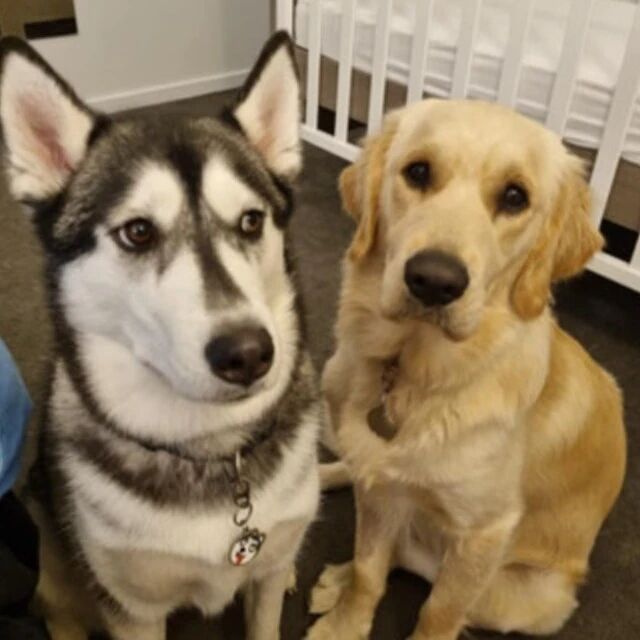 原来狗大也会十八变，只是哈士奇这变化让铲屎官接受无能呀！