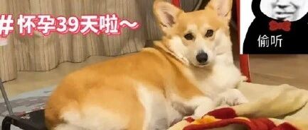 狗狗肚子一天天变大，以为它怀孕了，直到第51天去做B超，才发现…尴尬了!