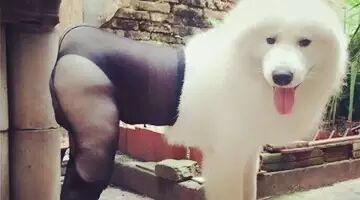 三傻中的两傻都亮过相了，怎么能少了萨摩耶呢？