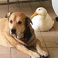 狗狗失去朋友难以自拔，神秘大白鸭令其重新找回快乐！