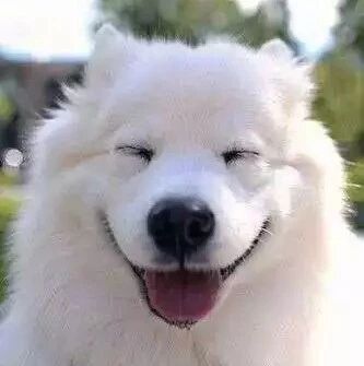 千万别看萨摩耶，要不你这一天都该傻笑了