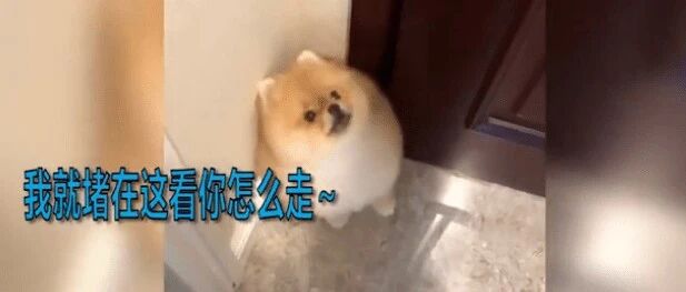 铲屎官出门上班，狗子堵住门口：我今天绝对不能让你出去......