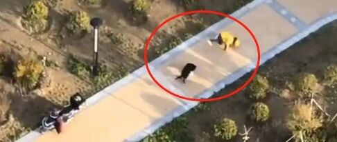 主人让狗子下楼外卖，小哥信誓旦旦说不害怕，结果下一秒…