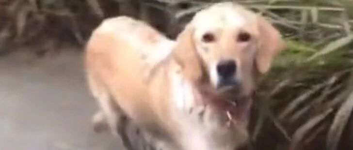 拜年路上偶遇丢失爱犬，一年了，它连孩子都四只了…最后将它们都接回了家!