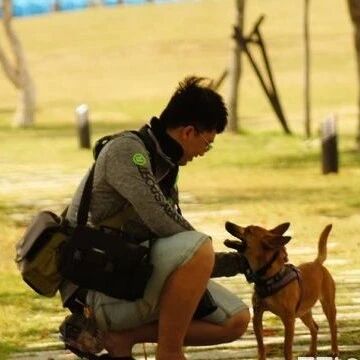 狗界的奥斯卡影帝，论碰瓷技能它可是行家！