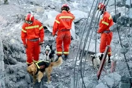 英雄搜救犬「戰神」：走出國門，13年救了34條生命！ 寵物 第8張