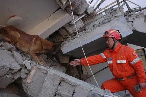 英雄搜救犬「戰神」：走出國門，13年救了34條生命！ 寵物 第6張