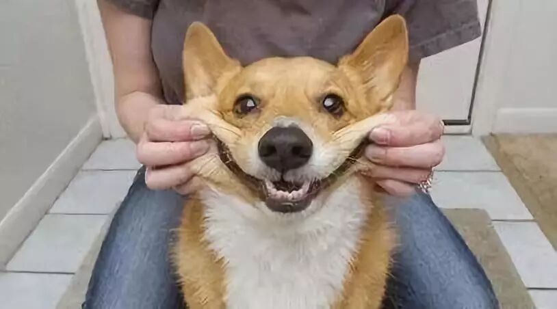 别怪我没告诉你 捏狗脸真的上瘾 柠檬资讯