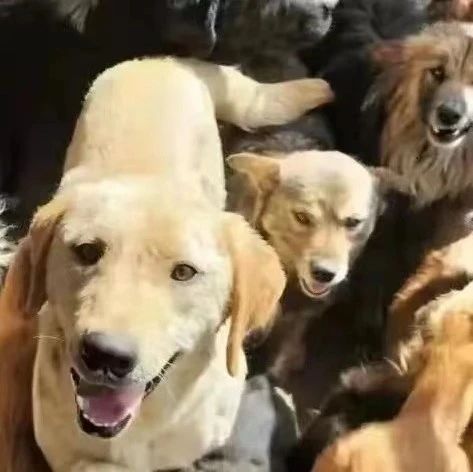 来自北京的求救！救助人身患重残，数百只流浪狗被困断粮，急需援助！