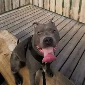 被所有人嫌弃的比特犬最后终于为自己出了一口气...