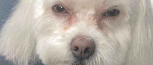 洗完澡回家路上，狗狗总是一脸怒意的盯着她，认真一看，吓得她立刻…