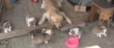 柯基“背叛”竹马金毛，跟野男人生了六只宝宝，然而金毛仍…