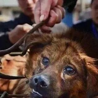 人性最恶心的一幕：不就是毒杀一条狗吗，你能把我怎么样？