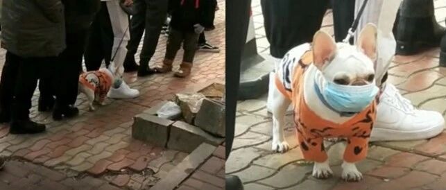 狗狗积极响应防疫工作，出门戴口罩做检测，网友：真比某些人强！
