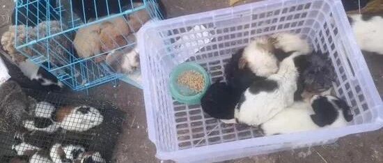 近万只宠物滞留快递箱内，缺氧死亡…他们的做法让人感动！