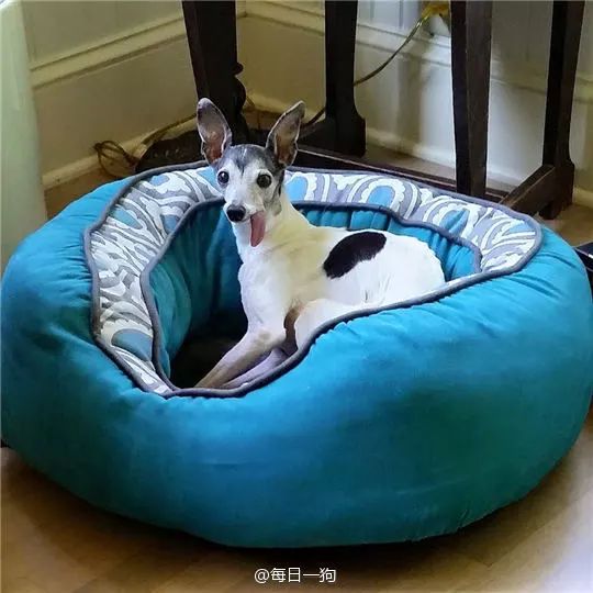 狗中树懒，萌劲上来直甩二哈两条街……