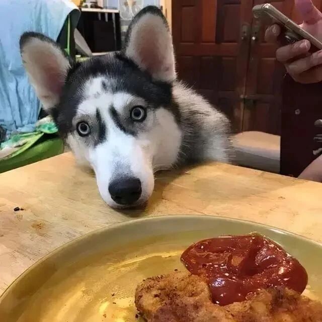 网友将自家哈士奇送到父母家后“暴瘦”，原来是因为.....