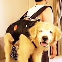 当狗狗走不动了，你会这样背着它慢慢变老吗？