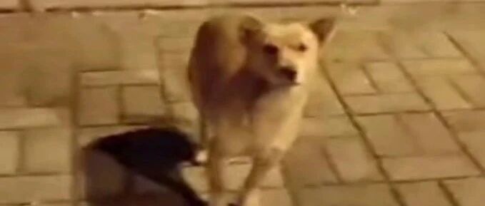 这只狗狗被小姐姐投喂、拥抱后，不停作揖，然后落泪了…