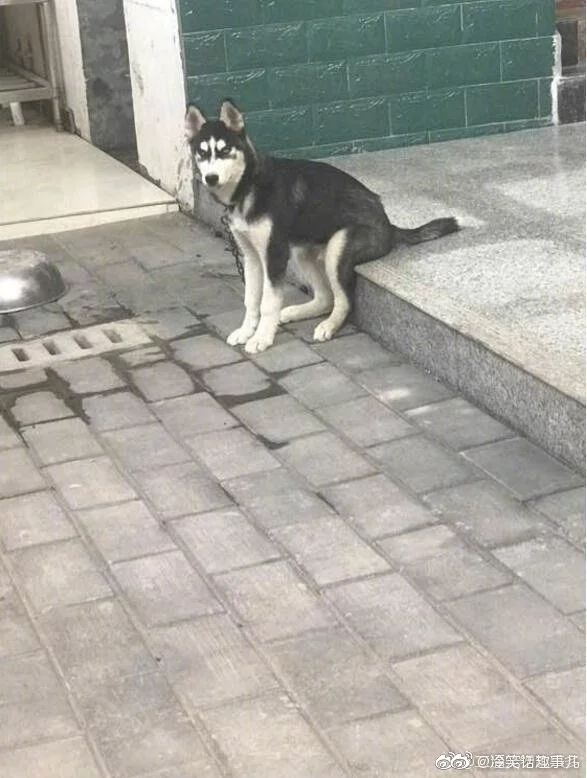 狗子坐姿大赛