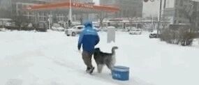 当外卖小哥遇到暴雪无法送餐，最后还是得狗子出马...