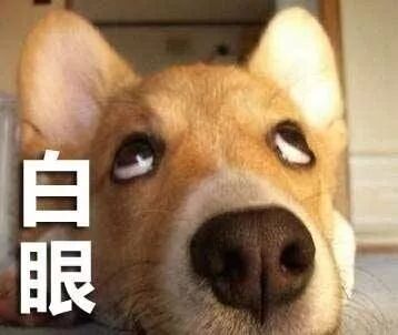 真不是画的 俄罗斯人面狗走红 天生长像人一样的粗眉毛 动物世界微信公众号文章