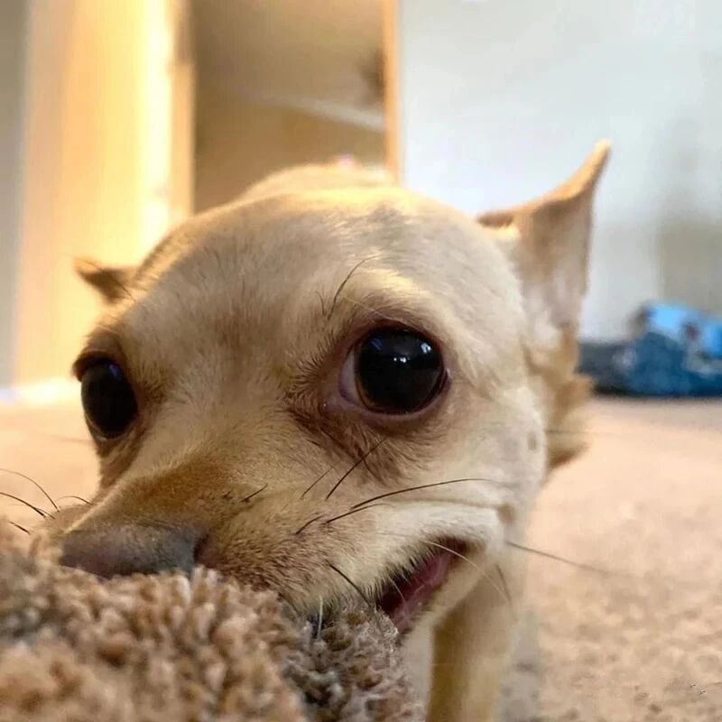 一心想要养德牧的铲屎官，结果残酷的现实让他拥有了这个奇葩的小家伙...