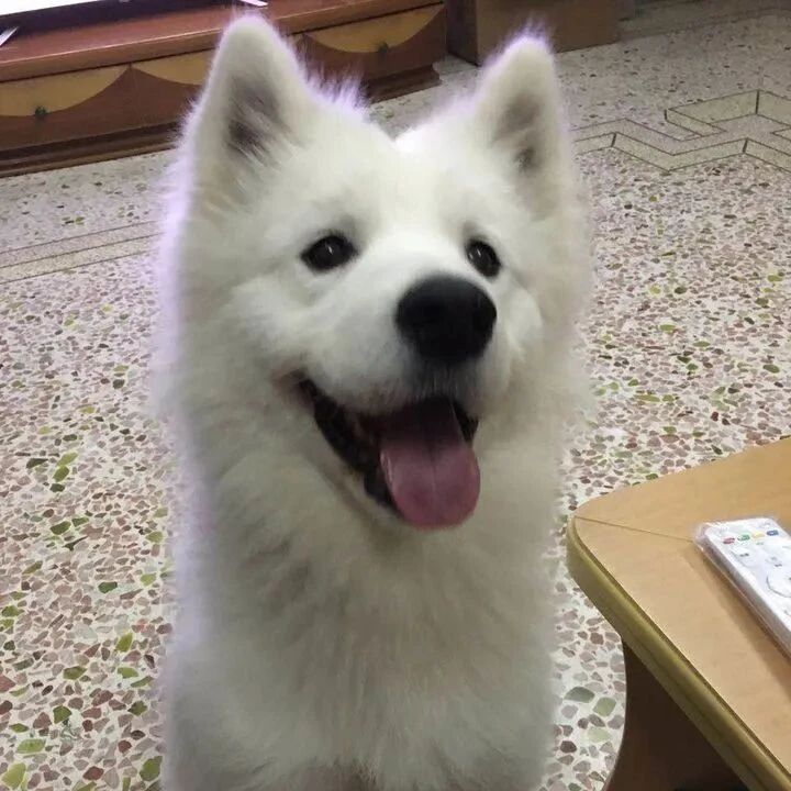 你知道萨摩耶自己在家的时候都会干什么吗？