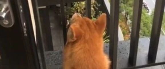 狗狗静坐阳台盯了邻居家一夜，妈妈第二天才知…它昨晚该有多煎熬！