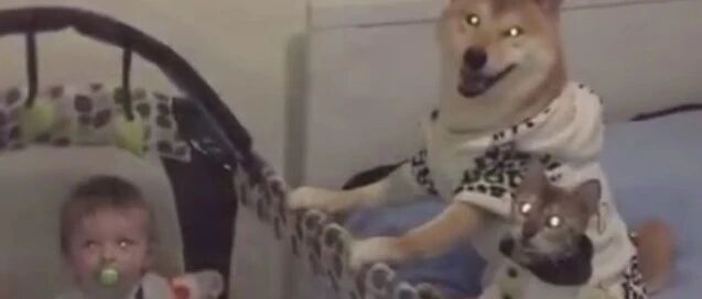 有了孩子以后，狗子们再也不拆家了，真好！