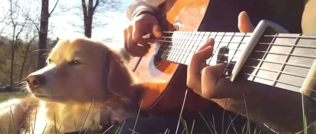 我之所以没有变抑郁，是因为我养狗！