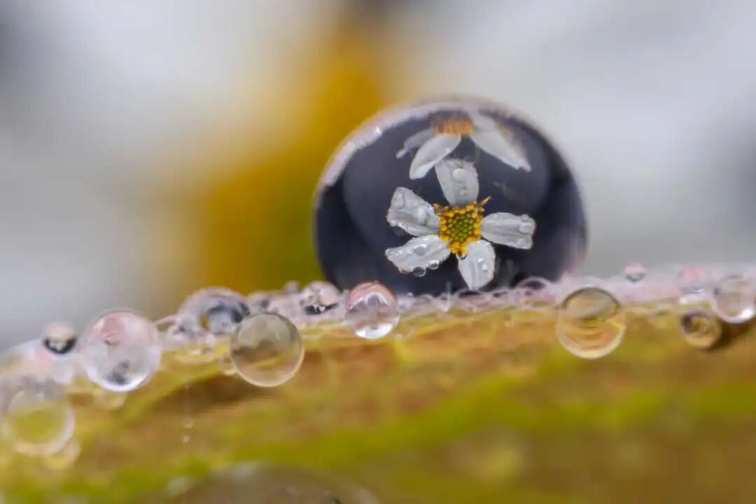 网友雨中邂逅“山中精灵”