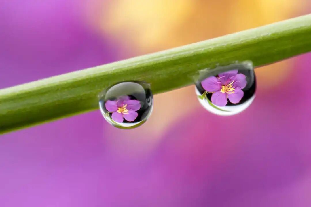 网友雨中邂逅“山中精灵”