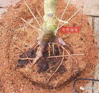 图解 山楂盆景怎么穿接补根的方法