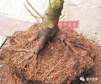 图解 山楂盆景怎么穿接补根的方法