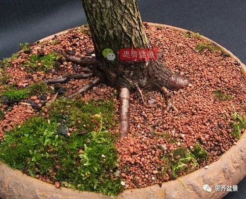 图解 山楂盆景怎么穿接补根的方法