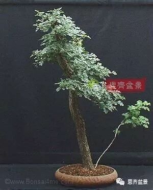 图解 山楂盆景怎么穿接补根的方法