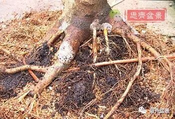 图解 山楂盆景怎么穿接补根的方法