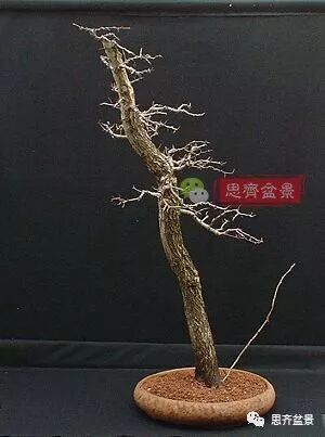 图解 山楂盆景怎么穿接补根的方法